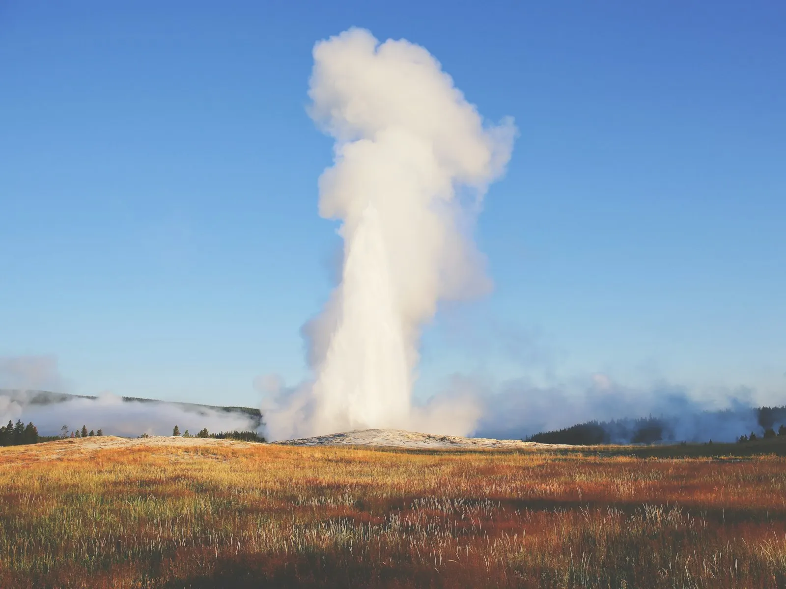 Gêiser Old Faithful em erupção sobre a campina dourada, sob céu azul limpo