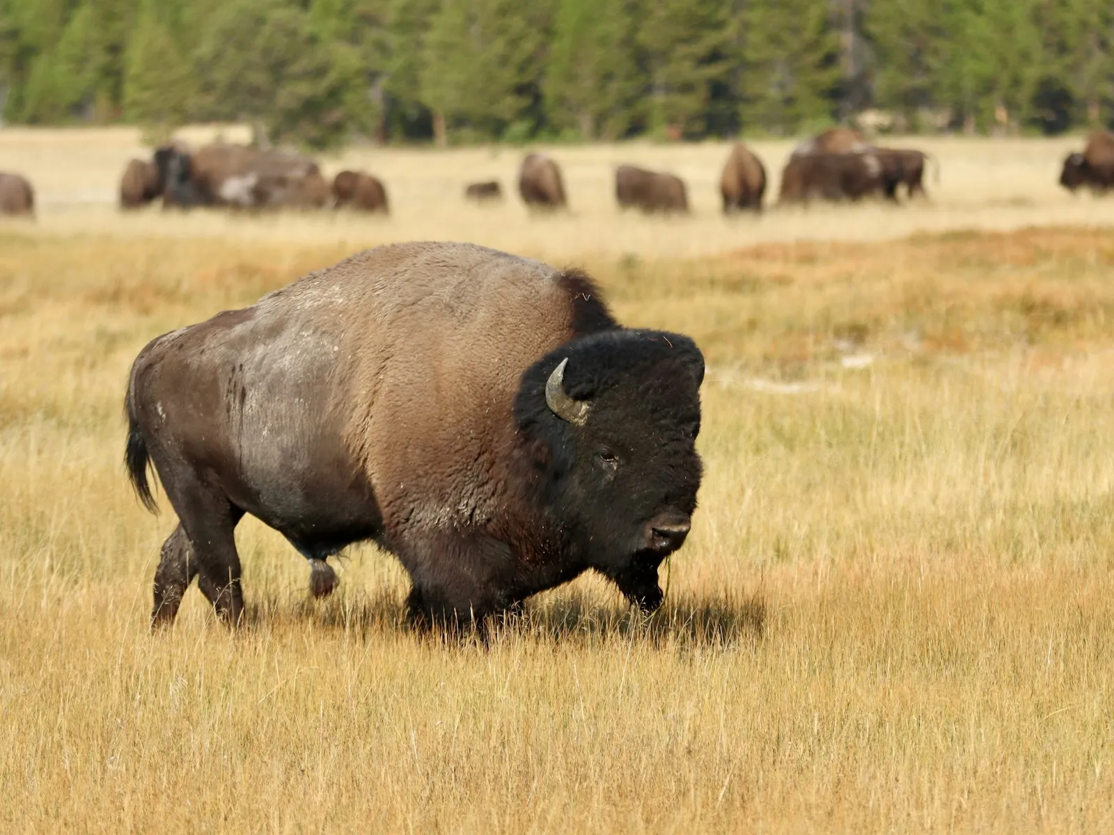 Bisão caminhando no capim dourado de Yellowstone, com a manada ao fundo