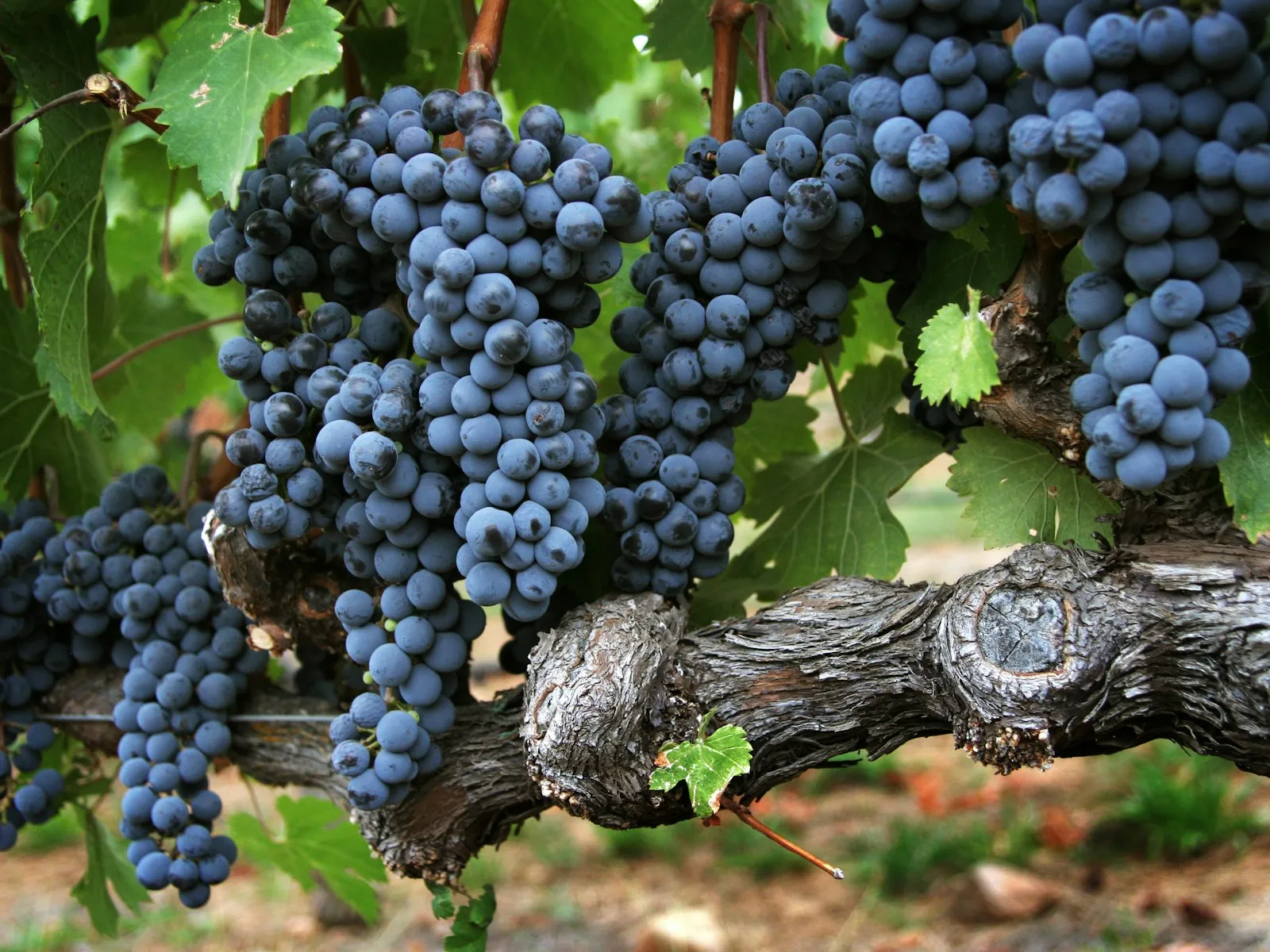 Cachos de uvas tintas maduras pendendo do tronco retorcido de uma videira no Napa Valley